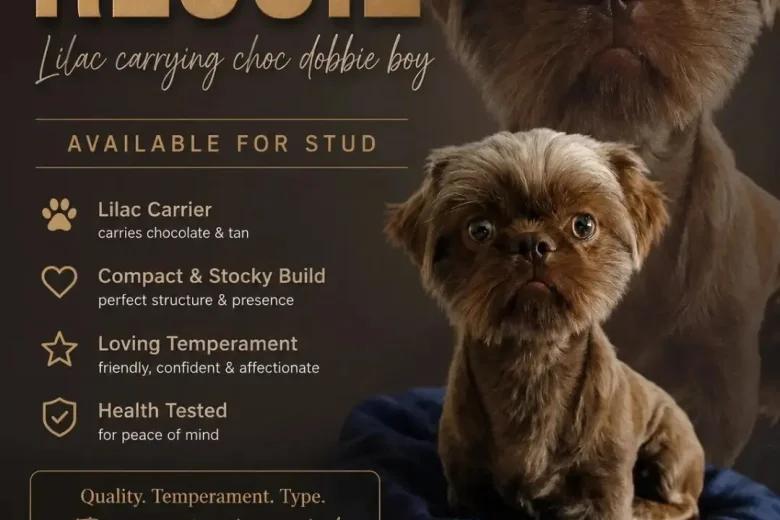Shih Tzu