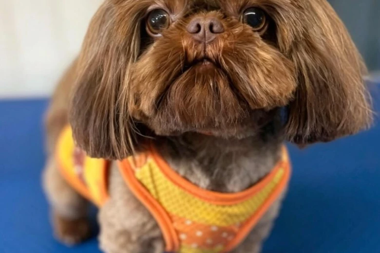 Shih Tzu