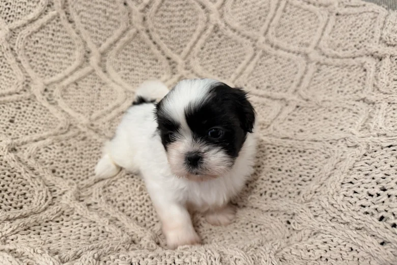 Shih Tzu