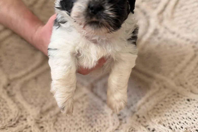 Shih Tzu