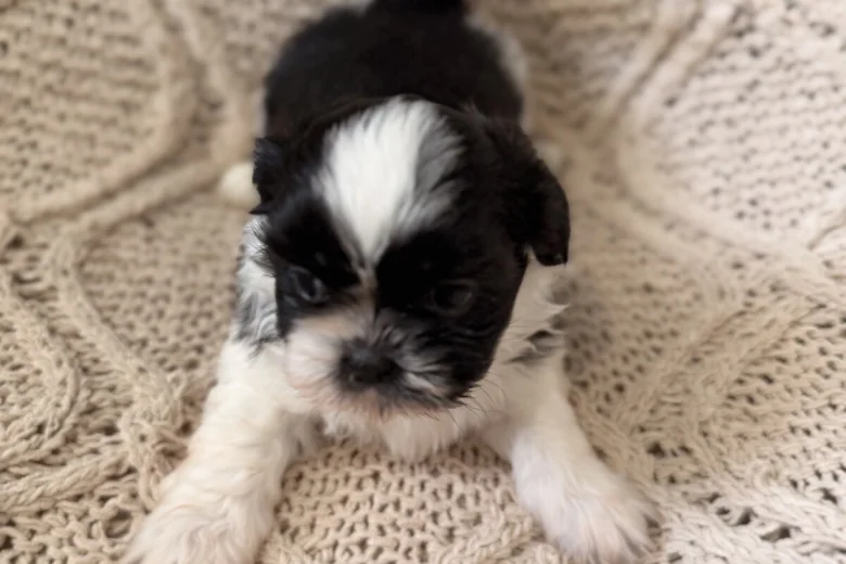 Shih Tzu