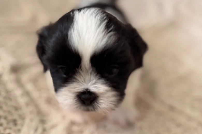 Shih Tzu