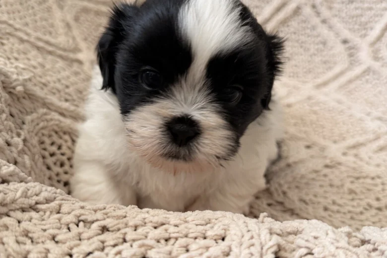 Shih Tzu