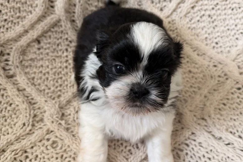 Shih Tzu