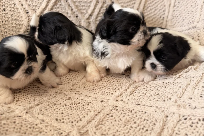 Shih Tzu