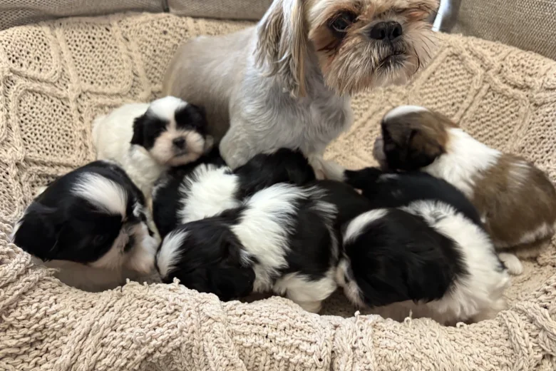 Shih Tzu