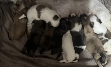 Shih Tzu