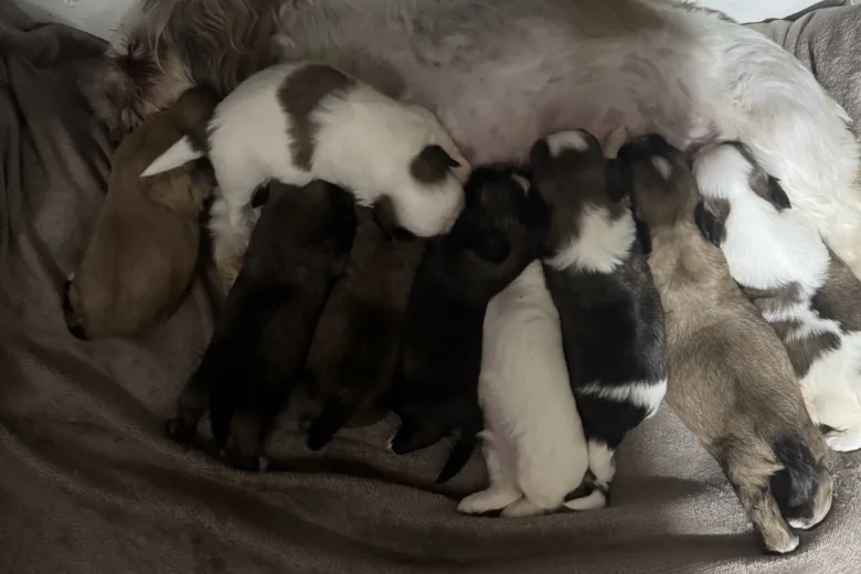 Shih Tzu