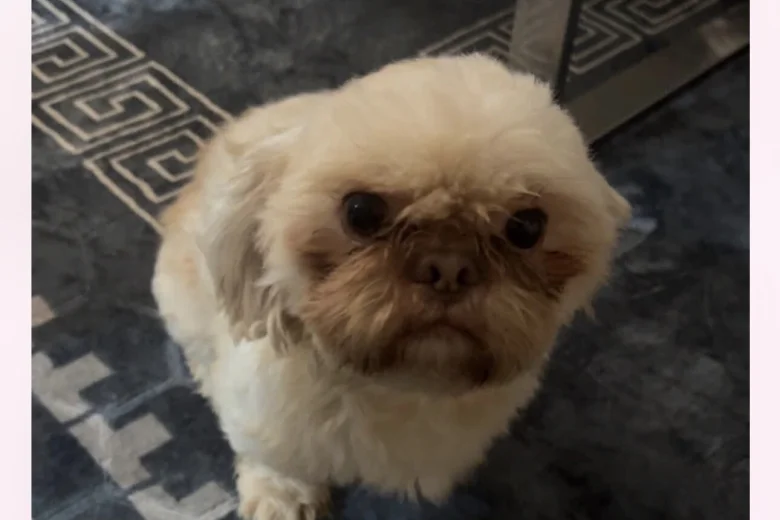 Shih Tzu