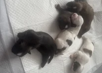 Puppy 1