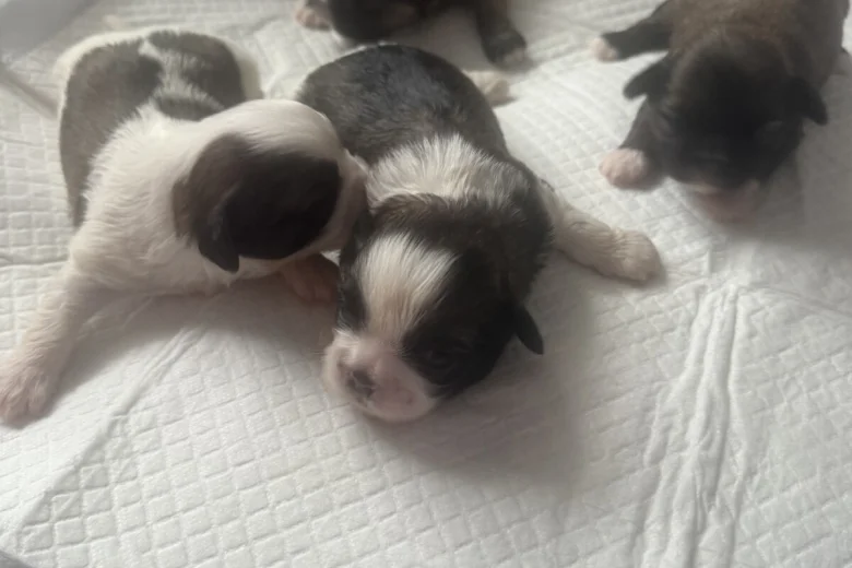 Shih Tzu