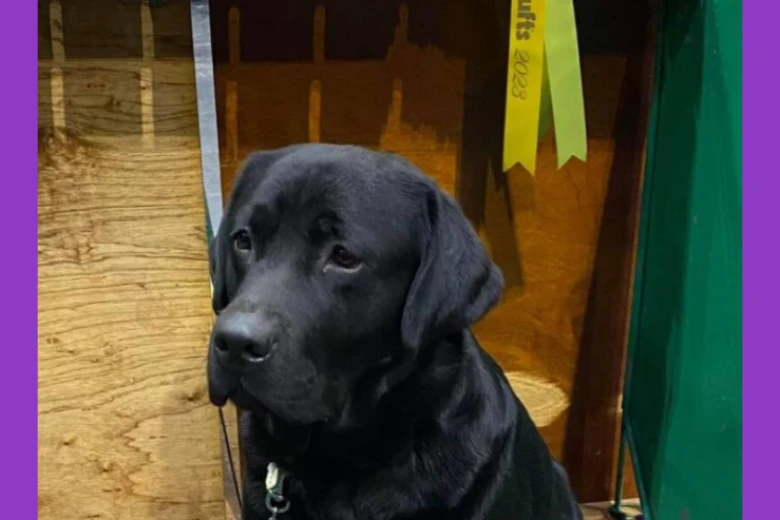 Labrador Retriever
