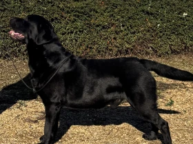 Labrador Retriever