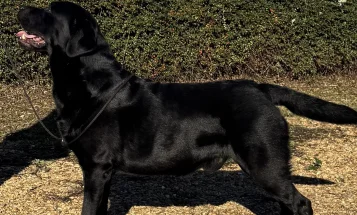 Labrador Retriever