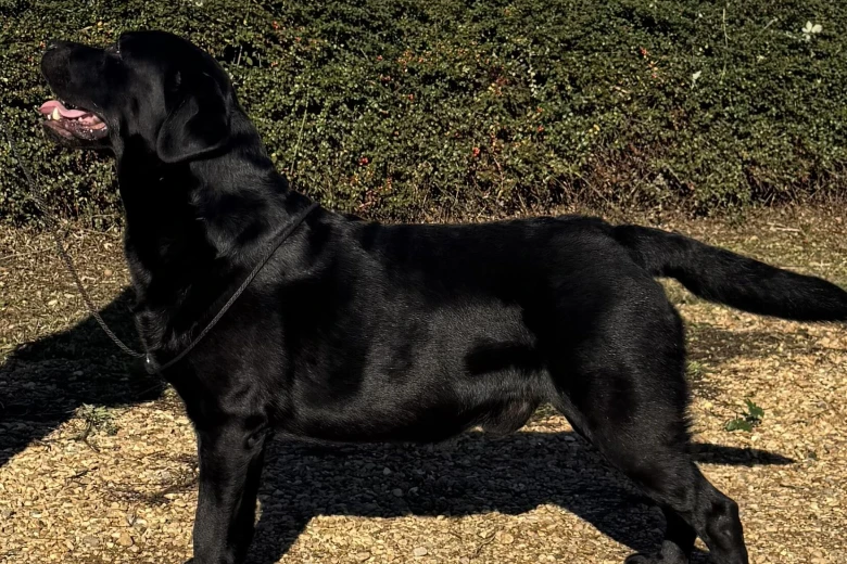 Labrador Retriever