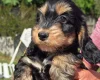 Cockapoo