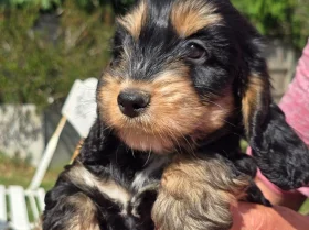Cockapoo