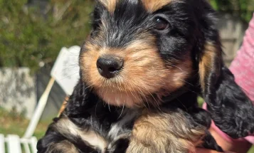 Cockapoo