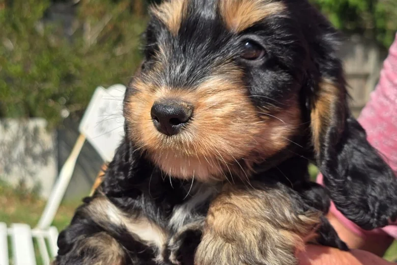Cockapoo