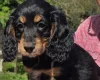 Cockapoo