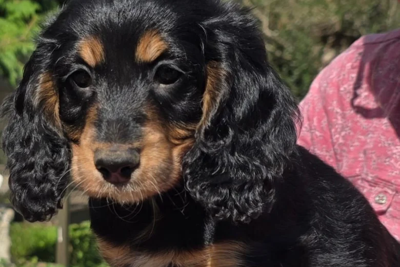 Cockapoo