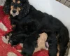 Cockapoo
