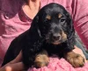 Cockapoo
