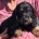 Cockapoo