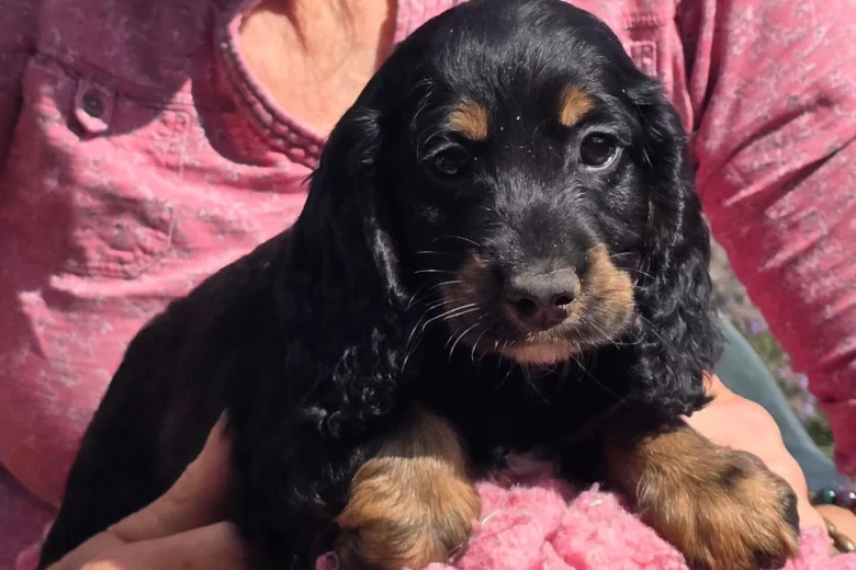 Cockapoo