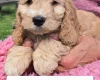 Cockapoo