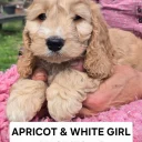 Cockapoo