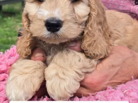 Cockapoo