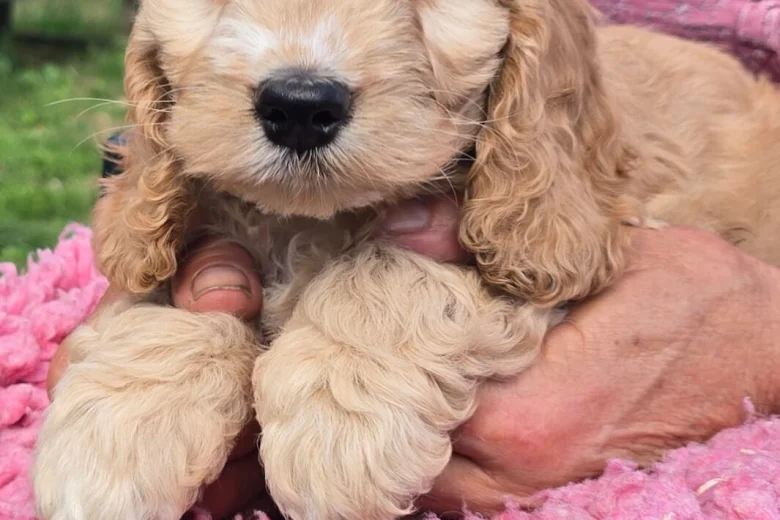 Cockapoo
