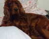 Irish Red and White Setter