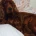 Irish Red and White Setter