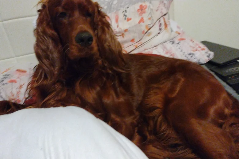 Irish Red and White Setter