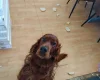 Irish Red and White Setter