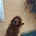 Irish Red and White Setter
