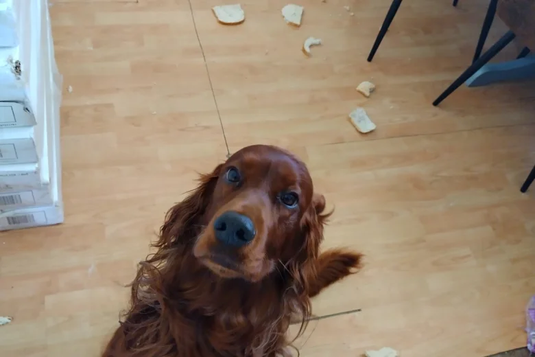 Irish Red and White Setter