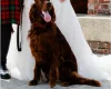 Irish Red and White Setter