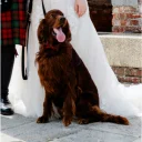 Irish Red and White Setter