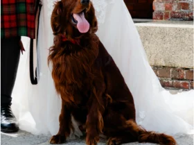 Irish Red and White Setter