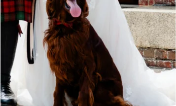 Irish Red and White Setter