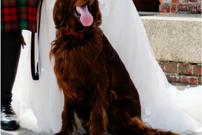 Irish Red and White Setter