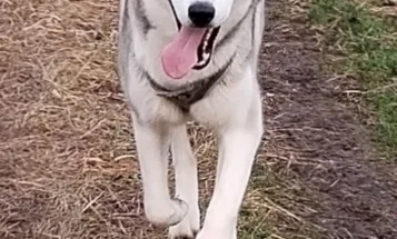 Siberian Husky