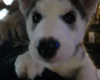 Siberian Husky