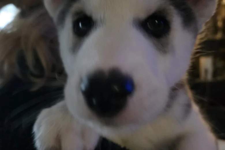 Siberian Husky