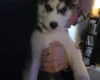 Siberian Husky