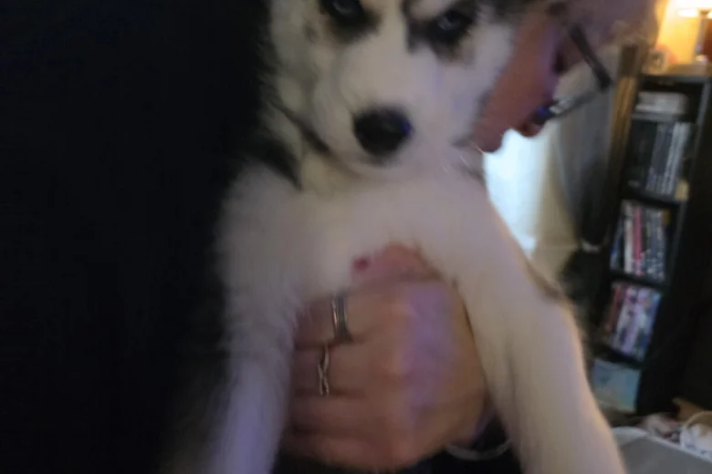 Siberian Husky