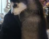 Siberian Husky